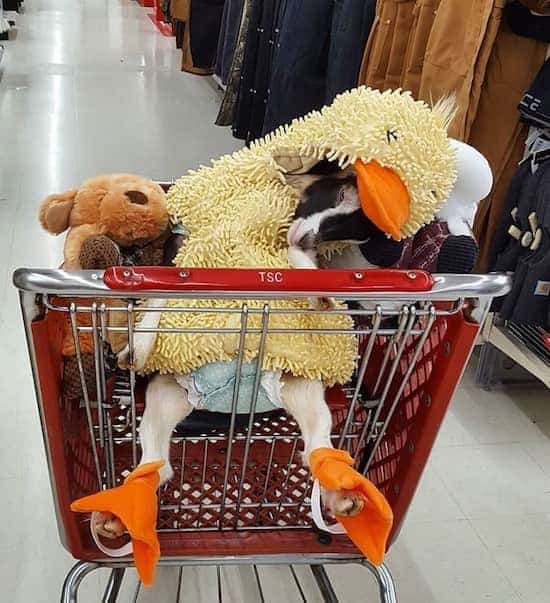 Polly le chevreau en costume canard qui dort dans un chariot de supermarché.