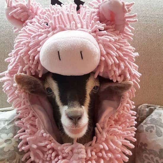 Polly le chevreau en déguisement de cochon.