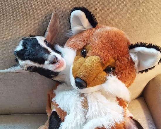 Polly le chevreau en déguisement de renard.