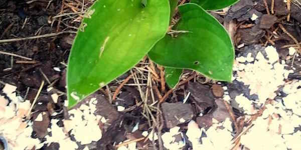 Comment utiliser les coquilles d'œuf pour éloigner les chats