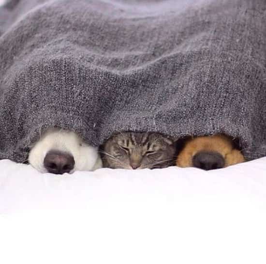 amitié chien et chat