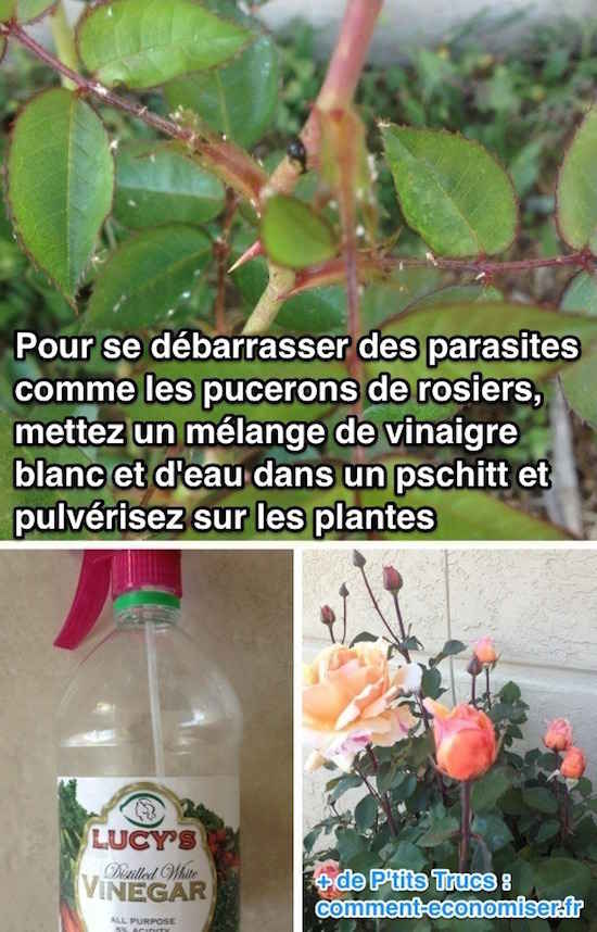 Insecticide naturel pour les rosiers