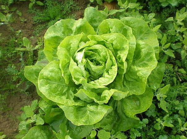 le jus de laitue apaise les crises de foie