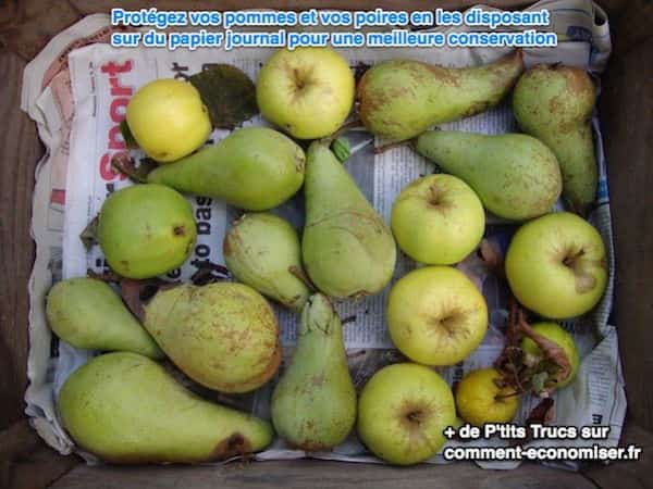 Protégez vos pommes et vos poires en les disposant sur du papier journal pour une meilleure conservation
