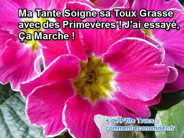 la premevère en infusion soigne la toux grasse