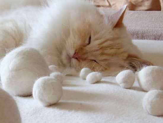 un chat joue avec des boules de laine