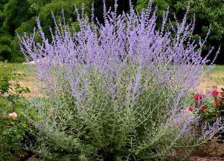 sauge afghane plante résistante à la sécheresse