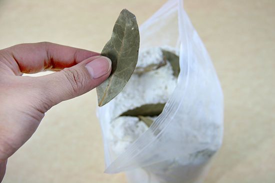 faire fuir les fourmis avec de la sauge