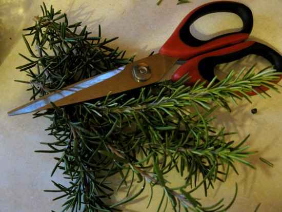 du romarin pour faire un soin pour le visage