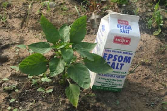 epsom salt fertilizes the garden