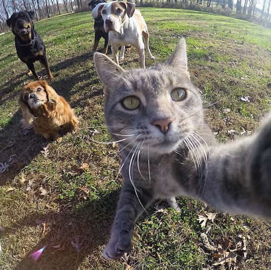 Ce Chat Qui Se Prend En Photo Tout Seul Prend De Meilleurs Selfies Que Vous