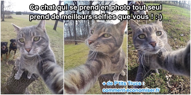 Ce Chat Qui Se Prend En Photo Tout Seul Prend De Meilleurs Selfies Que Vous