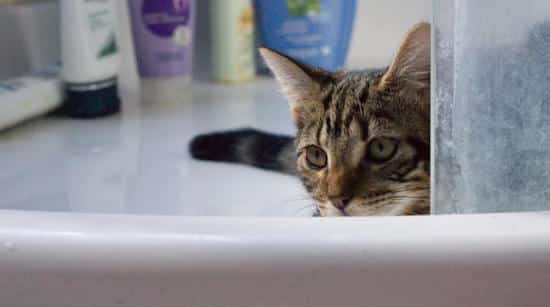 un chat joue dans la salle de bains