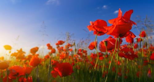 Chaque Fleur A Une Signification Voici Le Guide Du Langage Des Fleurs