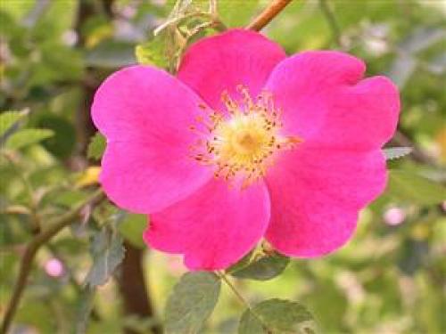 L'églantine incarne le bonheur éphémère