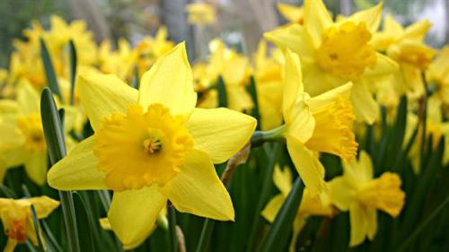 Les jonquilles signifient désir, affection