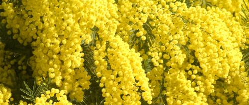 le mimosa incarne la sécurité