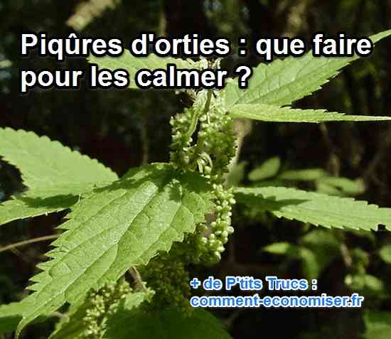 Piqures D Orties Que Faire Pour Les Calmer