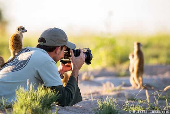un suricate se perche sur le dos du photographe