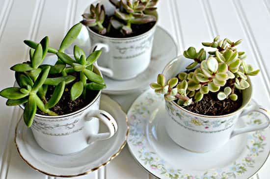 tasses a thé  avec des plante succulentes