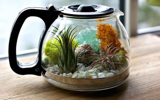 terrarium fait dans une cafetière