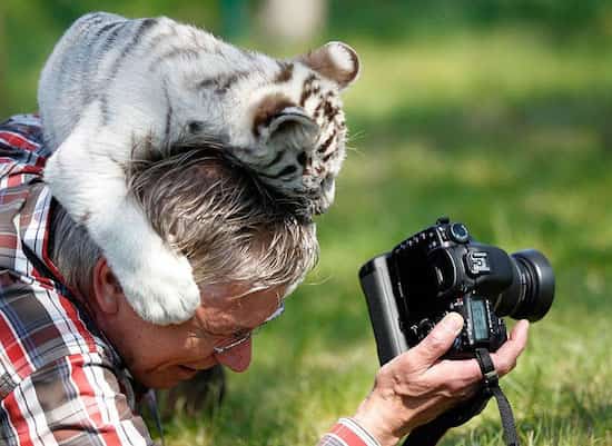 un bébé tigre monte sur le photographe