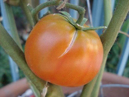 Tomates craquelées