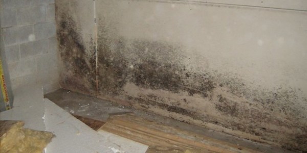 Comment se débarrasser des traces de moisissures ?