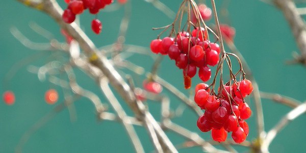 La viorne obier soulage les crampes