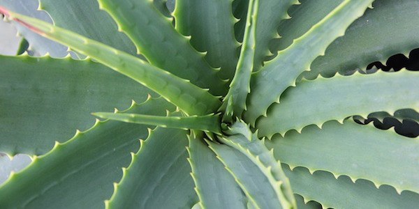 l'aloe vera soulage les coups de soleil