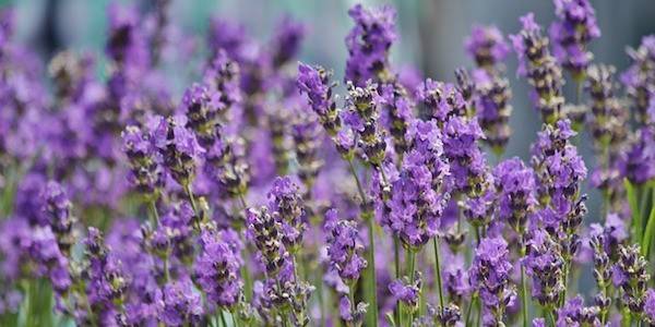 la lavande est idéale pour se destressser