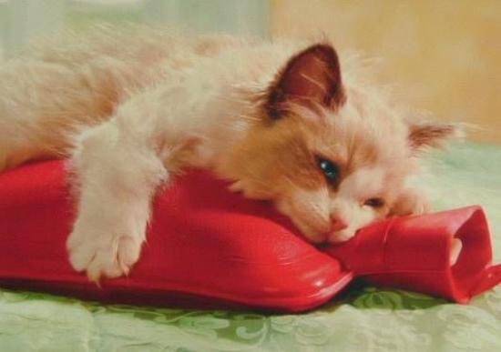 Mettez votre bouillote au congélateur