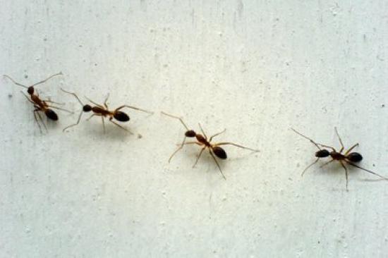 la craie fait fuir les fourmis