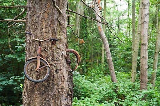 vélo dans tronc d'arbre