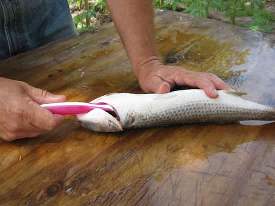 Une brosse à dents pour nettoyer un poisson et enlever les écailles
