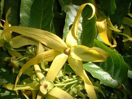 l'odeur des fleurs d'ylang ylang apaise