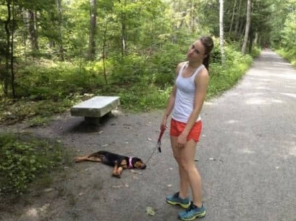 un chien épuisé par sa balade en forêt