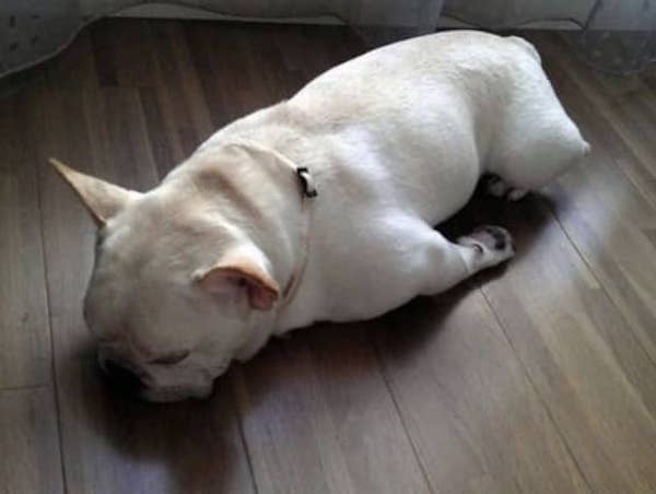 un petit bulldog dort sur le ventre