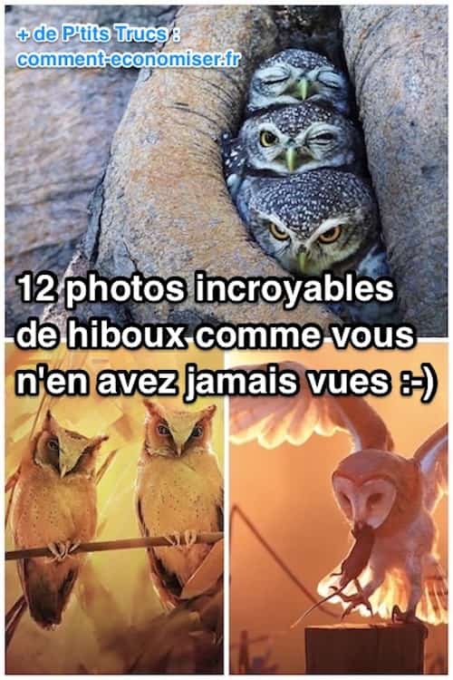 image hiboux et chouette rapace en milieu naturel