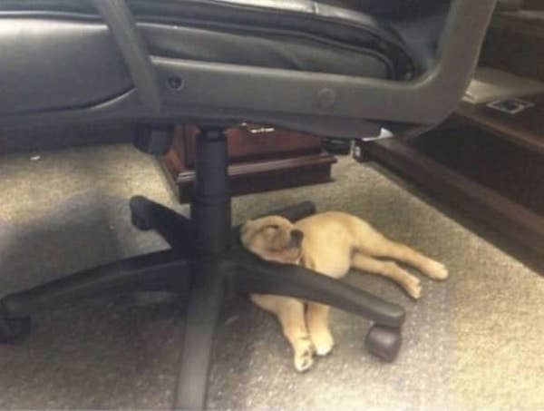 un gros chien dort sous une chaise la tête en appui