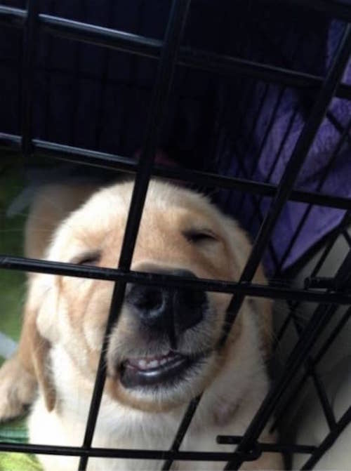 ce chien a vraiment une drôle de tête