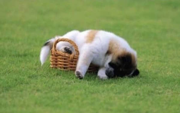 un petit chien s'est endormi dans un tout petit panier