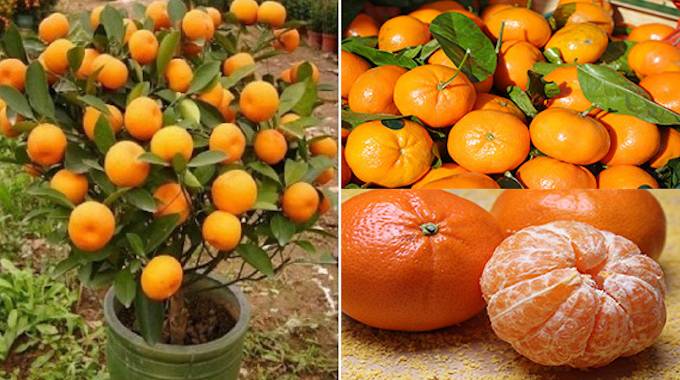 planter une mandarine
