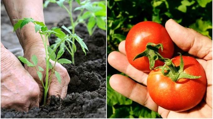 10 Secrets De Jardinier Pour Faire Pousser de Belles Et Grosses Tomates Facilement.
