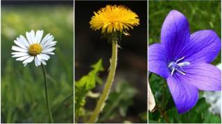 24 Plantes Comestibles Faciles à Reconnaître