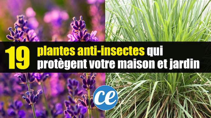19 Plantes Anti-Insectes Qui Protègent Naturellement Votre Maison & Jardin.