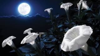 quelles fleurs mettre dans un jardin qui fleurit la nuit