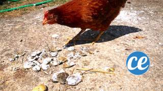 recycler les coquilles d'huîtres pour les donner aux poules