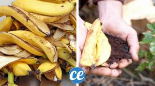 comment utiliser les peaux de banane dans le jardin