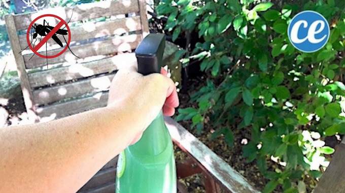 Débarrassez-Vous des Moustiques Dans le Jardin Avec Ce Spray Fait Maison.